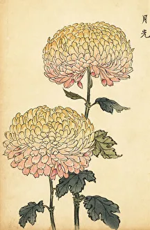 Chrysanthemum Prints: Hybrid gold and pink pompon chrysanthemum