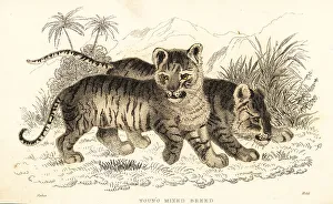 Hybrid lion and tiger cubs