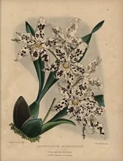 Hybrid Gallery: Hybrid odontoglossum orchid with white flowers