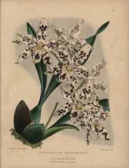 Hybrid odontoglossum orchid with white flowers