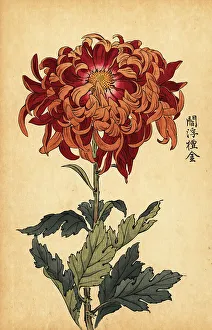 Chrysanthemum Prints: Hybrid orange and crimson chrysanthemum