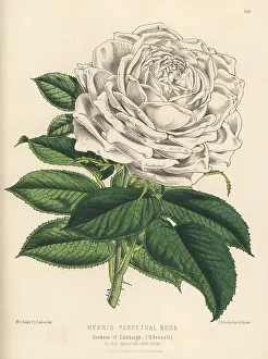 Amand Prints: Hybrid perpetual rose, Duchess of Edinburgh