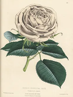 Volume 4 Prints: Hybrid perpetual rose, Hyppolyte Jamain