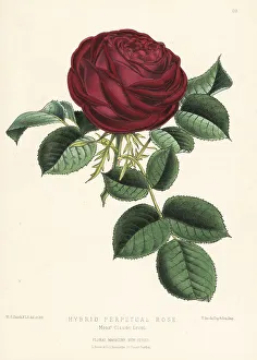 Hybrid perpetual rose, M. Claude Levet