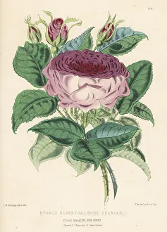 Volume 5 Prints: Hybrid perpetual rose, Oxonian