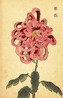 Chrysanthemum Prints: Hybrid pink and crimson chrysanthemum