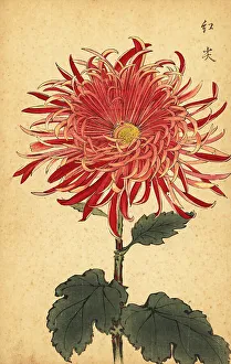 Chrysanthemum Prints: Hybrid pink and crimson chrysanthemum