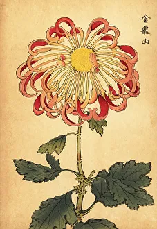 Chrysanthemum Prints: Hybrid pink curled spoon chrysanthemum