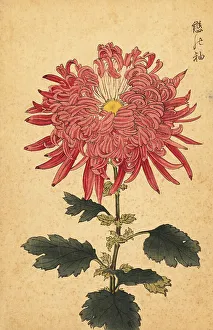 Chrysanthemum Prints: Hybrid pink quill chrysanthemum