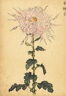 Chrysanthemum Prints: Hybrid pink spider chrysanthemum