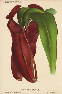 Pitcher Collection: Hybrid pitcher plant raised by Dr Masters