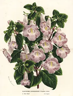 Hybrid Plectopoma x eucodonioides triumphans