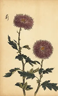 Chrysanthemum Prints: Hybrid purple chrysanthemum