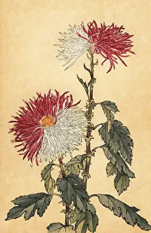 Chrysanthemum Prints: Hybrid purple and white quill chrysanthemum