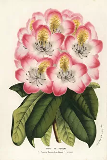 Villiers Collection: Hybrid rhododendron, Etoile de Villiers