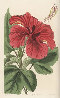 Miss Drake Prints: Hybrid rose mallow
