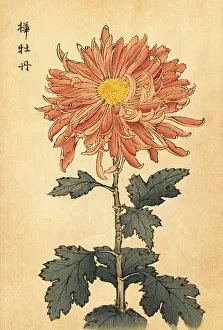 Chrysanthemum Prints: Hybrid salmon-pink chrysanthemum