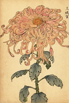 Chrysanthemum Prints: Hybrid salmon-pink chrysanthemum with curled petals