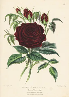Scarlet Prints: Hybrid scarlet perpetual rose, Duke of Connaught
