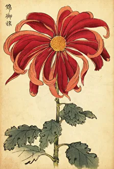 Chrysanthemum Prints: Hybrid scarlet and pink chrysanthemum