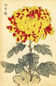 Chrysanthemum Prints: Hybrid scarlet and yellow chrysanthemum