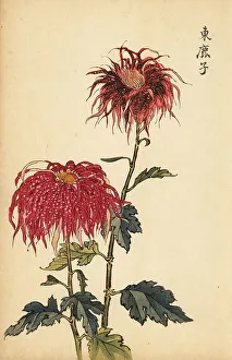 Chrysanthemum Prints: Hybrid spotted scarlet and pink quill chrysanthemum