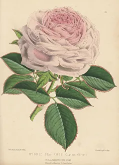 Cultivar Prints: Hybrid tea rose, Captain Christy