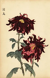 Chrysanthemum Prints: Hybrid variegated crimson and pink chrysanthemum