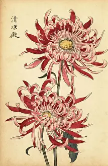 Chrysanthemum Prints: Hybrid variegated pink and scarlet spider chrysanthemum