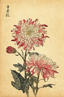 Chrysanthemum Prints: Hybrid variegated white and pink chrysanthemum