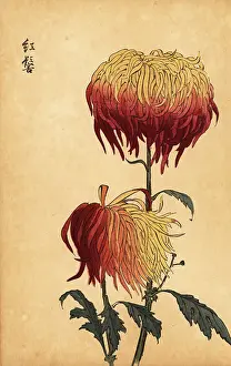 Chrysanthemum Prints: Hybrid variegated yellow, orange and crimson chrysanthemum