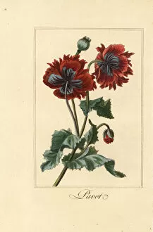 Images Dated 31st March 2020: Hybrid variety of poppy, pavot, Papaver rhoeas