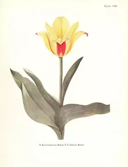 Elsie Gallery: Hybrid of waterlily tulip, Tulipa kaufmanniana
