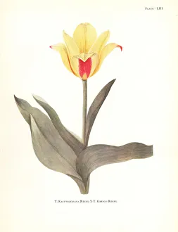 Elsie Gallery: Hybrid of waterlily tulip, Tulipa kaufmanniana