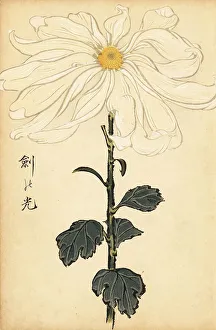 Chrysanthemum Prints: Hybrid white chrysanthemum