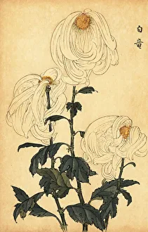 Chrysanthemum Prints: Hybrid white chrysanthemum
