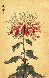Chrysanthemum Prints: Hybrid white and crimson spoon chrysanthemum