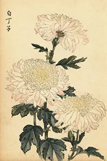 Chrysanthemum Prints: Hybrid white and pink chrysanthemum