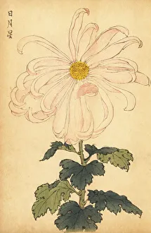Chrysanthemum Prints: Hybrid white and pink chrysanthemum