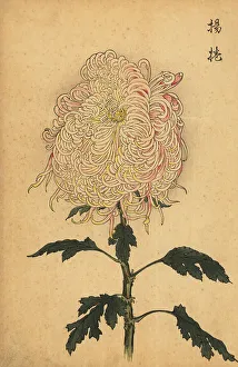 Chrysanthemum Prints: Hybrid white and pink quill chrysanthemum