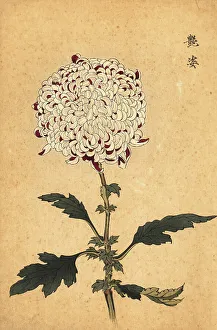 Chrysanthemum Prints: Hybrid white and purple pompon chrysanthemum