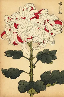 Chrysanthemum Prints: Hybrid white and scarlet chrysanthemum