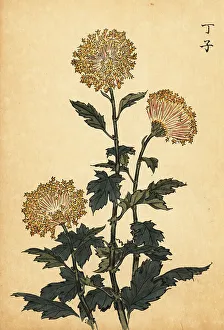 Chrysanthemum Prints: Hybrid yellow chrysanthemum