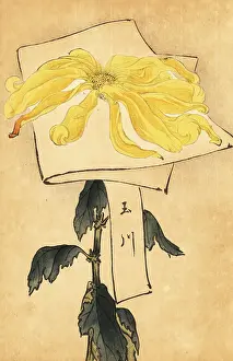 Chrysanthemum Prints: Hybrid yellow chrysanthemum, Chrysanthemum indicum