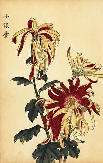 Chrysanthemum Prints: Hybrid yellow and crimson chrysanthemum