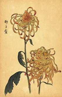 Chrysanthemum Prints: Hybrid yellow and orange spider chrysanthemum