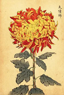 Chrysanthemum Prints: Hybrid yellow and scarlet pompon chrysanthemum