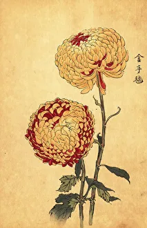 Chrysanthemum Prints: Hybrid yellow and scarlet pompon chrysanthemum