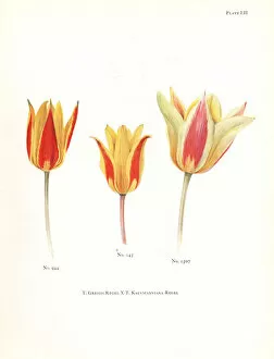 Katherine Gallery: Hybrids of maculate tulip, Tulipa greigii