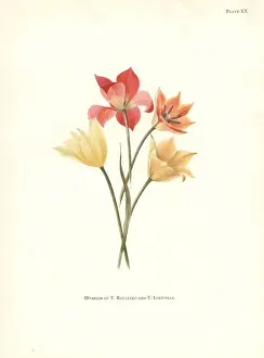 Dykes Prints: Hybrids of Tulipa batalinii and Bokhara tulip